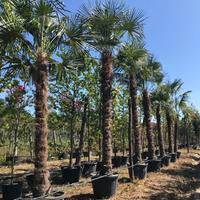 Palme in zolla alte fino a 3 metri di tronco