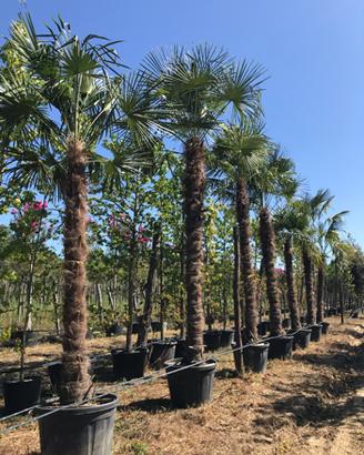 Palme in zolla alte fino a 3 metri di tronco