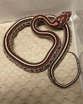 Serpenti del grano baby ( prezzo interessante)