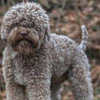 Lagotto romagnolo in adozione