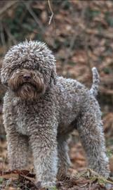 Lagotto romagnolo in adozione