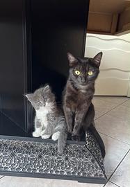 Cuccioli di gatto