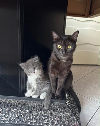 Cuccioli di gatto