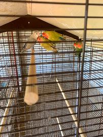 Inseparabili