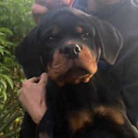 Rottweiler