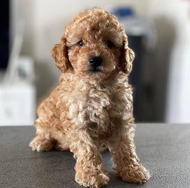 Barboncino cucciolo