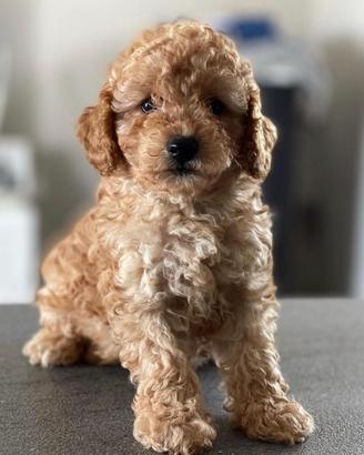 Barboncino cucciolo