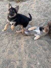 Cagnolini di 3 mesi