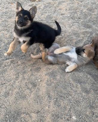 Cagnolini di 3 mesi