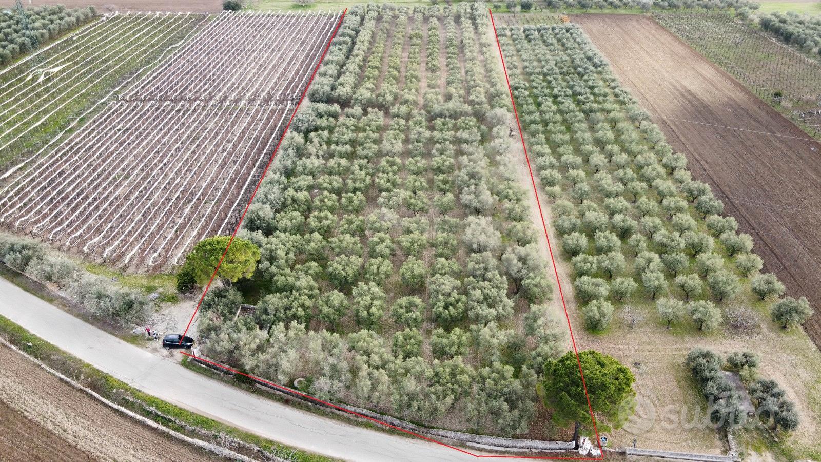 Uliveto C.da BELVEDERE (Zona RIGGIO) - Vista 3