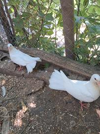 Colombe