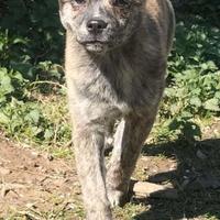 Cucciolo Adottato. Grazie