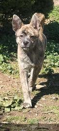 Cucciolo Adottato. Grazie