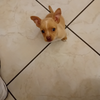 Chiuaua jak rassel incrocio 5 mesi piccolissimo