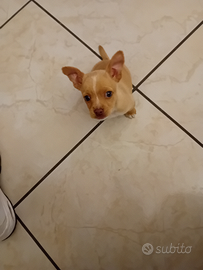 Chiuaua jak rassel incrocio 5 mesi piccolissimo