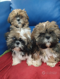 Cuccioli di shitshu