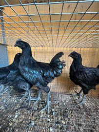 Cemani Ayam