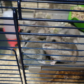 Piccoli cricetini russi