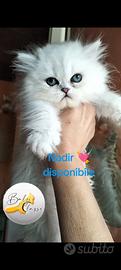 Persiano chinchilla