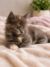 Cucciola di Maine Coon