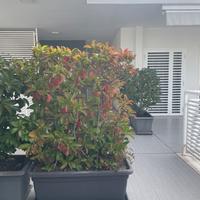 Piante