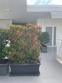 Piante