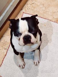 Boston terrier