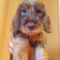 Cuccioli bassotto kaninchen pelo corto pelo duro