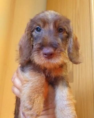 Cuccioli bassotto kaninchen pelo corto pelo duro