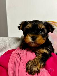 Yorkshire terrier - cucciola femmina