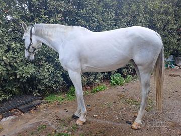cavalla