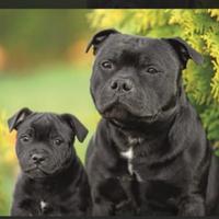 Cucciolo di English Staffordshire Bull Terrier