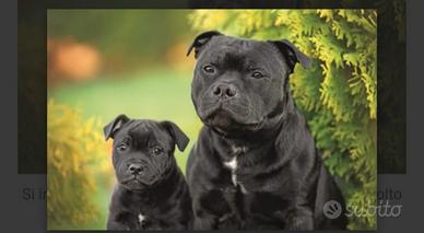 Cucciolo di English Staffordshire Bull Terrier