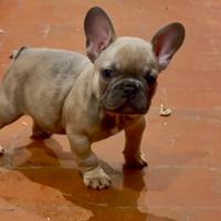 Bulldog francese