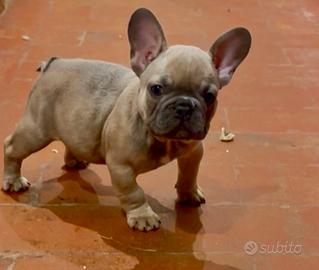 Bulldog francese