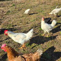 Galli livornesi giovani