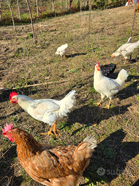 Galli livornesi giovani