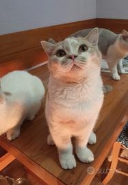 British shorthair