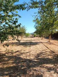 Terreno pianeggiante (frutteto e uliveto)