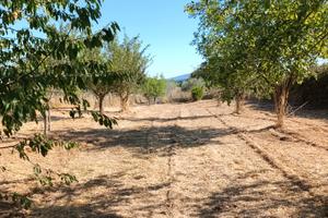 Terreno pianeggiante (frutteto e uliveto)