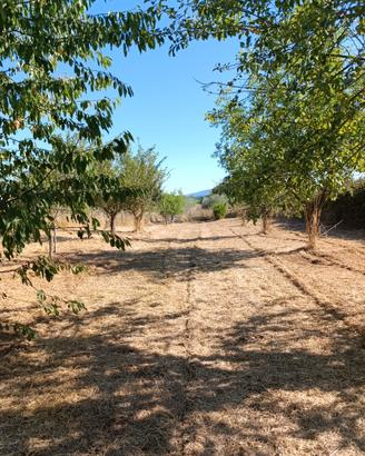 Terreno pianeggiante (frutteto e uliveto)
