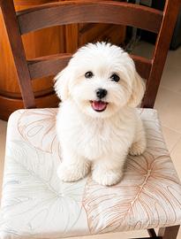 Cucciolo maltese toy, linea coreana