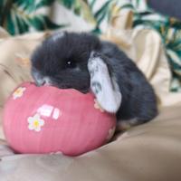 Coniglietti nani ariete/mini lop