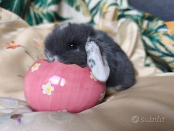 Coniglietti nani ariete/mini lop