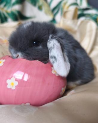 Coniglietti nani ariete/mini lop