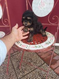 Barboncino cucciolo