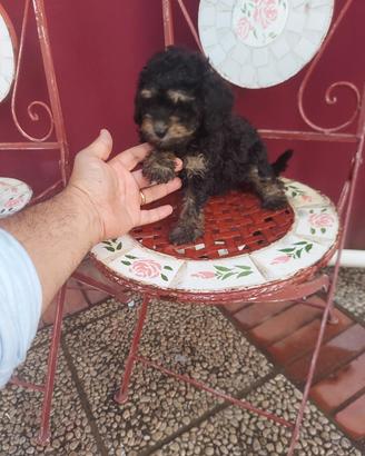 Barboncino cucciolo