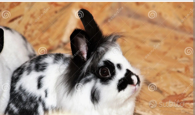 Coniglio nano testa di leone