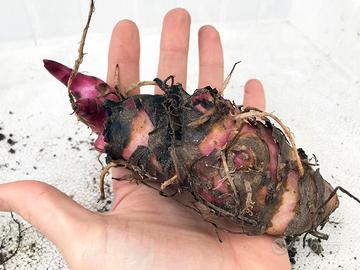 Canna Edulis (enorme radice comestibile)