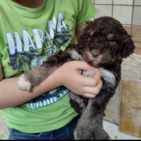 Cucciolo lagotto romagnolo